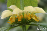 Yellow Archangel (Lamiastrum galeobdolon cv.  Florentinum )
