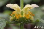 Bonte gele dovenetel (Lamiastrum galeobdolon cv.  Florentinum )