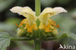 Yellow Archangel (Lamiastrum galeobdolon cv.  Florentinum )