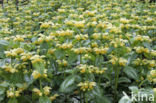 Yellow Archangel (Lamiastrum galeobdolon cv.  Florentinum )