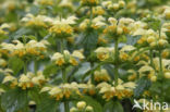 Yellow Archangel (Lamiastrum galeobdolon cv.  Florentinum )