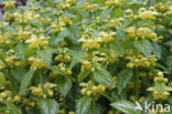 Yellow Archangel (Lamiastrum galeobdolon cv.  Florentinum )