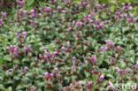 Lamium maculatum cv.  Variegatum 