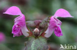 Lamium maculatum cv.  Variegatum 