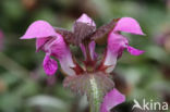 Lamium maculatum cv.  Variegatum 