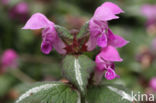 Gestreepte dovenetel (Lamium maculatum cv.  Variegatum )