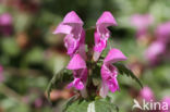 Lamium maculatum cv.  Variegatum 