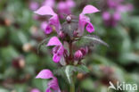 Lamium maculatum cv.  Variegatum 