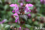 Lamium maculatum cv.  Variegatum 