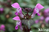 Lamium maculatum cv.  Variegatum 