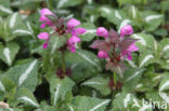 Lamium maculatum cv.  Variegatum 