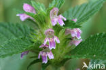 Lesser Hemp-nettle (Galeopsis bifida)