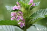 Lesser Hemp-nettle (Galeopsis bifida)