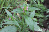 Lesser Hemp-nettle (Galeopsis bifida)