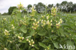 Large-flowered Hemp-nettle (Galeopsis speciosa)