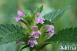 Gespleten hennepnetel (Galeopsis bifida)