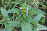Gespleten hennepnetel (Galeopsis bifida)