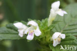 Common Hemp-nettle (Galeopsis tetrahit)