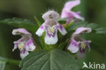 Gewone hennepnetel (Galeopsis tetrahit)