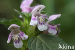 Common Hemp-nettle (Galeopsis tetrahit)