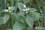 Gewone hennepnetel (Galeopsis tetrahit)