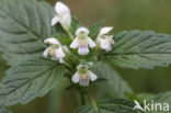 Common Hemp-nettle (Galeopsis tetrahit)