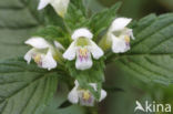 Common Hemp-nettle (Galeopsis tetrahit)