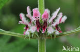 Motherwort (Leonurus cardiaca)