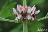 Hartgespan (Leonurus cardiaca)