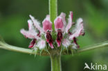 Motherwort (Leonurus cardiaca)