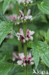 Motherwort (Leonurus cardiaca)