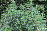 Motherwort (Leonurus cardiaca)