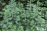 Motherwort (Leonurus cardiaca)