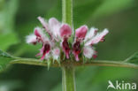 Motherwort (Leonurus cardiaca)