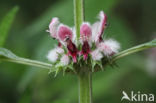 Motherwort (Leonurus cardiaca)