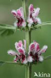 Motherwort (Leonurus cardiaca)