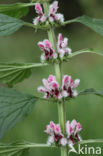 Motherwort (Leonurus cardiaca)