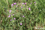 Red Hemp-nettle (Galeopsis angustifolia)