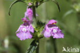 Red Hemp-nettle (Galeopsis angustifolia)