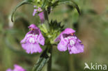 Red Hemp-nettle (Galeopsis angustifolia)