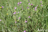 Red Hemp-nettle (Galeopsis angustifolia)