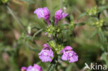 Red Hemp-nettle (Galeopsis angustifolia)