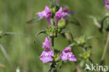 Red Hemp-nettle (Galeopsis angustifolia)