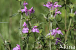 Red Hemp-nettle (Galeopsis angustifolia)