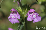 Red Hemp-nettle (Galeopsis angustifolia)