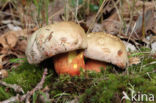 Boletus rhodoxanthus