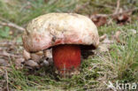 Roodnetboleet (Boletus rhodoxanthus)