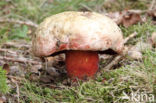 Roodnetboleet (Boletus rhodoxanthus)