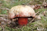 Roodnetboleet (Boletus rhodoxanthus)