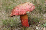 Boletus rhodoxanthus